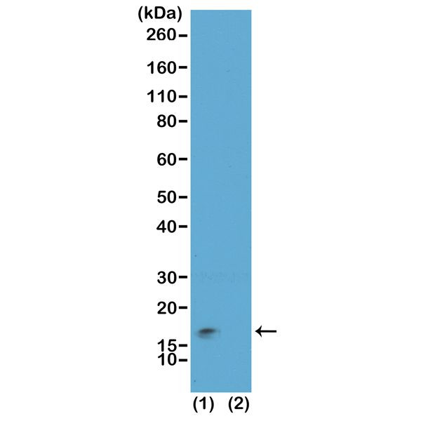 H3K9me3S10ph Antibody in Western Blot (WB)