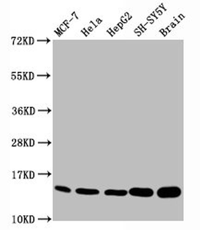 H3K18me1 Antibody in Western Blot (WB)