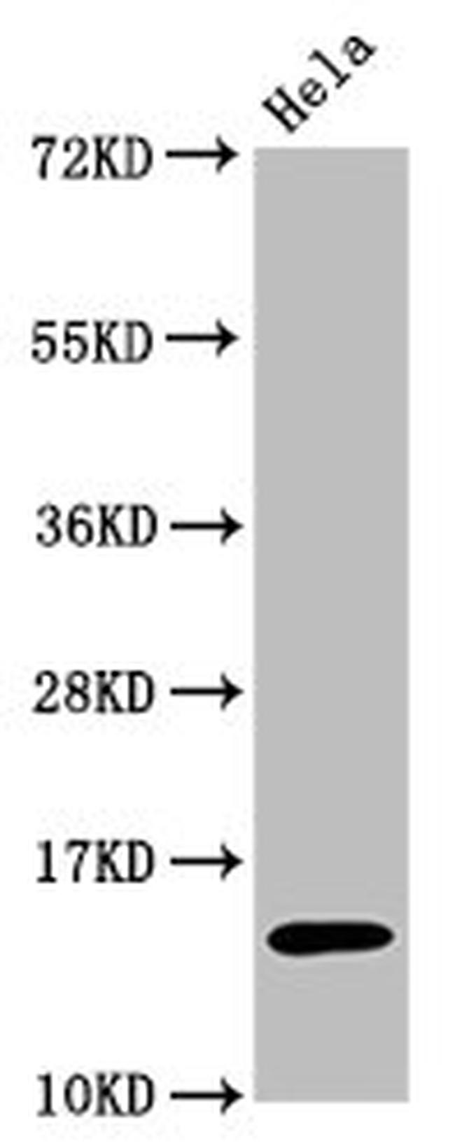 H3K56ac Antibody in Western Blot (WB)