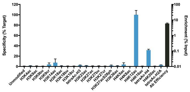 H4K12ac Antibody