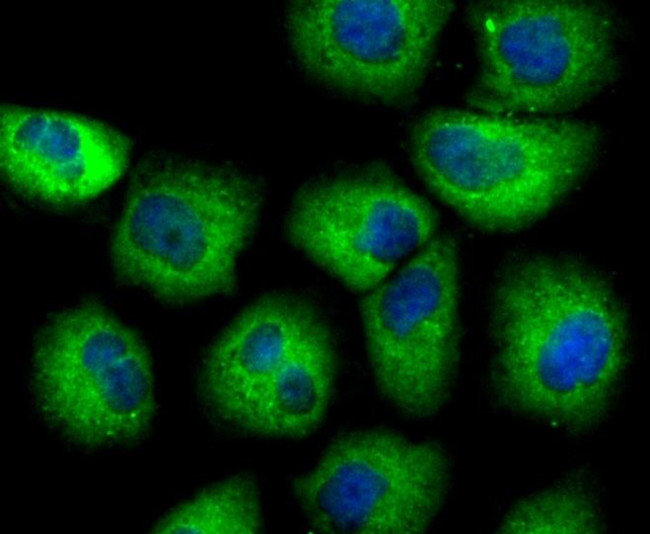 Uteroglobin Antibody in Immunocytochemistry (ICC/IF)