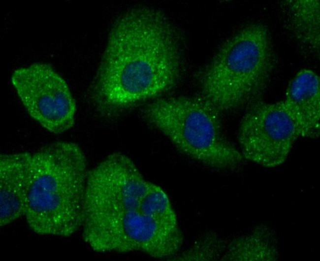 Uteroglobin Antibody in Immunocytochemistry (ICC/IF)