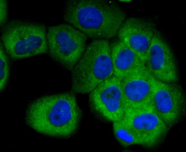 Uteroglobin Antibody in Immunocytochemistry (ICC/IF)