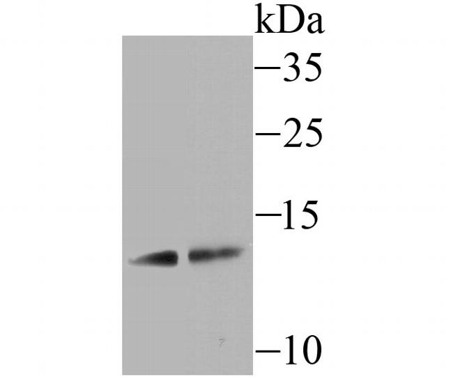 Uteroglobin Antibody in Western Blot (WB)