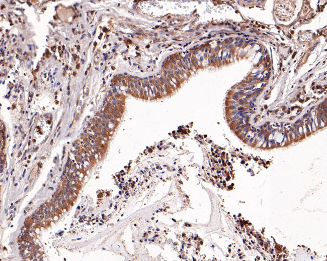 Uteroglobin Antibody in Immunohistochemistry (Paraffin) (IHC (P))