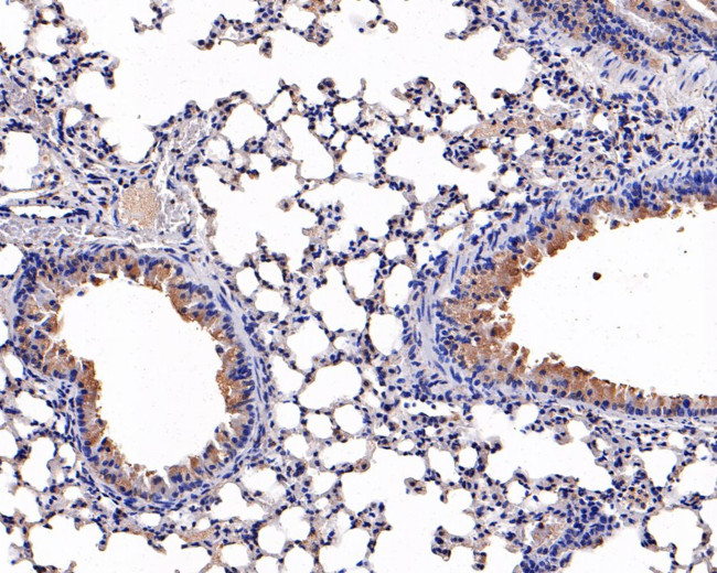 Uteroglobin Antibody in Immunohistochemistry (Paraffin) (IHC (P))