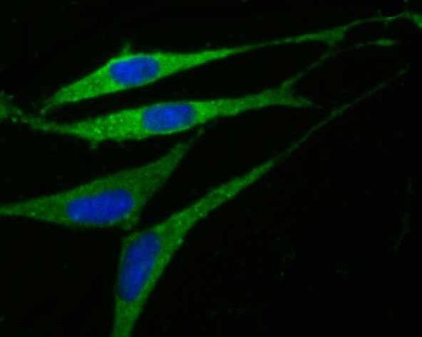 GABRA5 Antibody in Immunocytochemistry (ICC/IF)