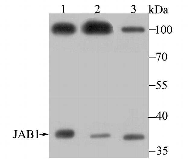 JAB1 Antibody in Western Blot (WB)