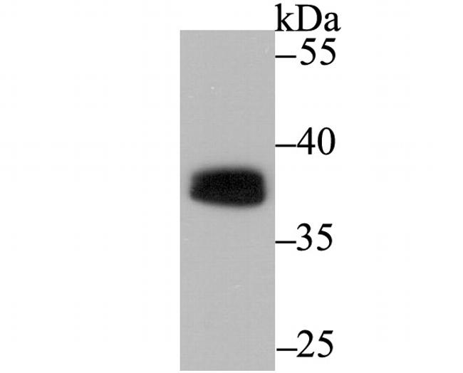 PU.1 Antibody in Western Blot (WB)