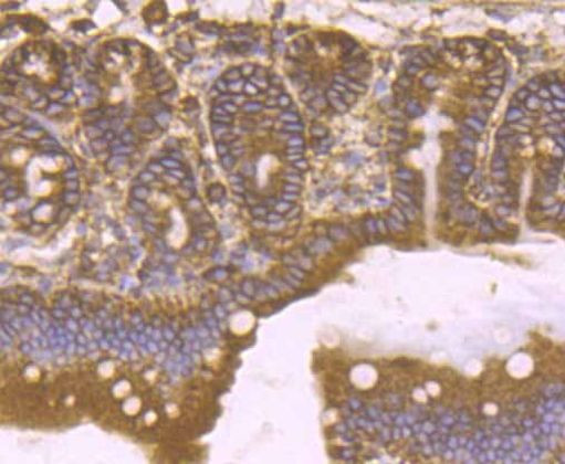 KDEL Antibody in Immunohistochemistry (Paraffin) (IHC (P))