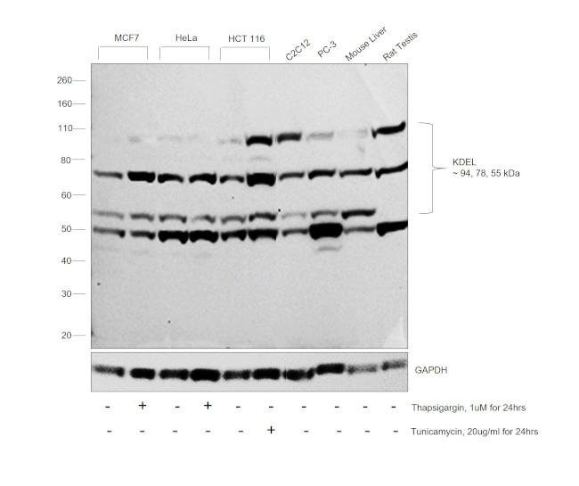 KDEL Antibody in Western Blot (WB)