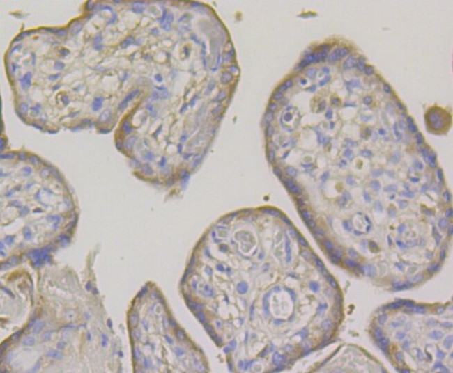 OS9 Antibody in Immunohistochemistry (Paraffin) (IHC (P))