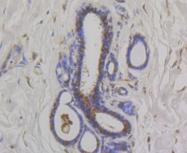 OS9 Antibody in Immunohistochemistry (Paraffin) (IHC (P))