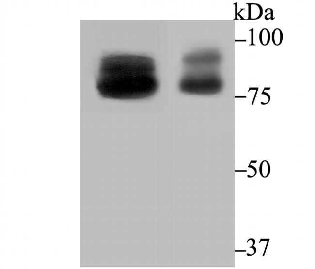 OS9 Antibody in Western Blot (WB)