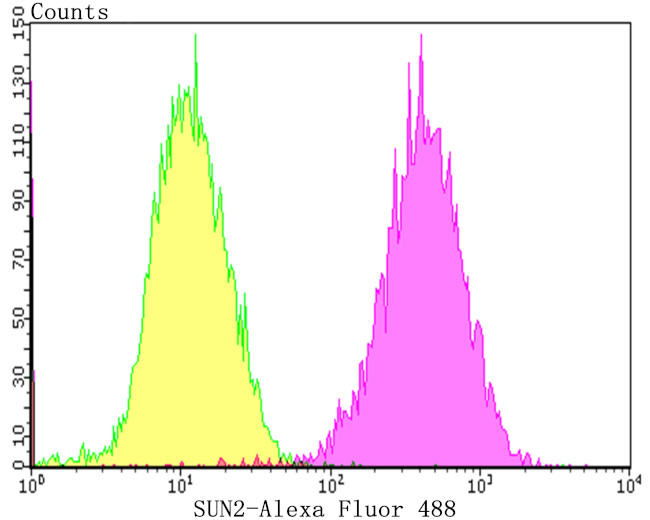 UNC84B Antibody in Flow Cytometry (Flow)