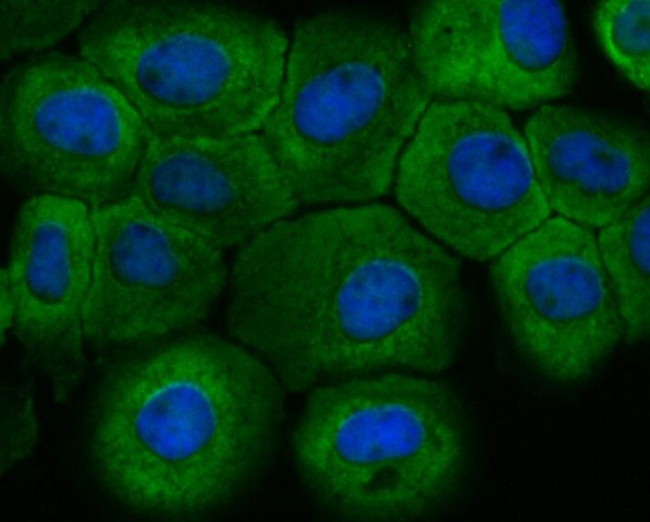 FBXO32 Antibody in Immunocytochemistry (ICC/IF)