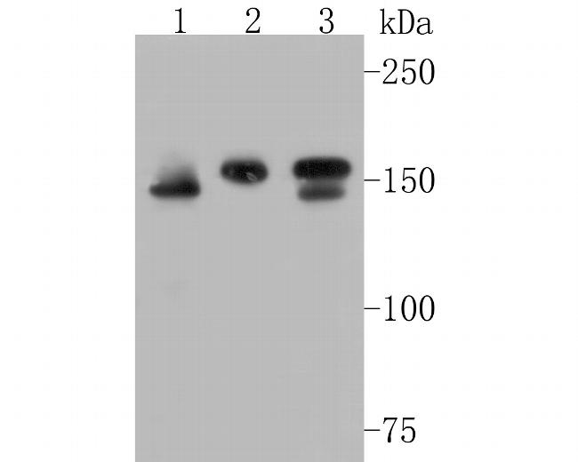 WAPL Antibody in Western Blot (WB)