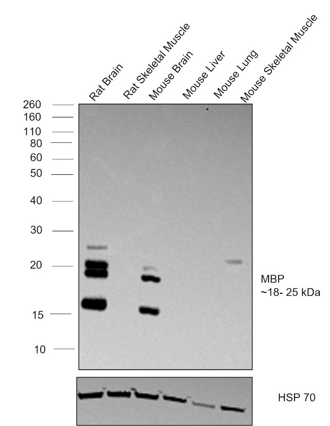 MBP Antibody in Western Blot (WB)