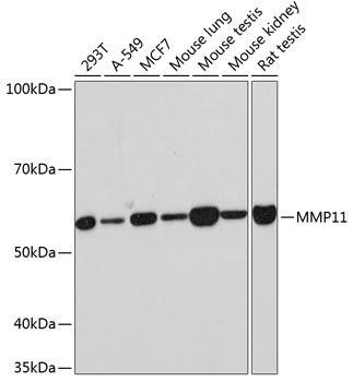 MMP11 Antibody in Western Blot (WB)