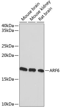 ARF6 Antibody in Western Blot (WB)