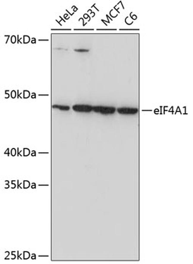 eIF4A1 Antibody in Western Blot (WB)