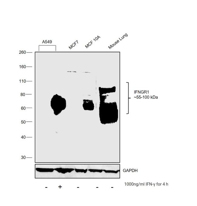 IFNGR1 Antibody in Western Blot (WB)