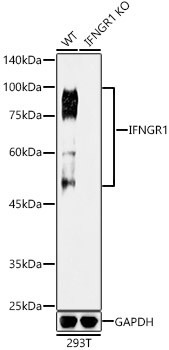 IFNGR1 Antibody in Western Blot (WB)
