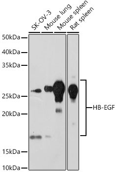 HBEGF Antibody in Western Blot (WB)