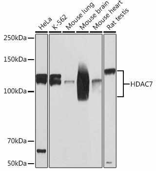 HDAC7 Antibody in Western Blot (WB)