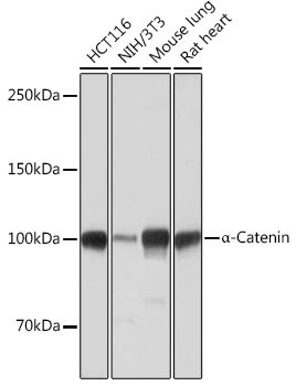 Catenin alpha-1 Antibody in Western Blot (WB)