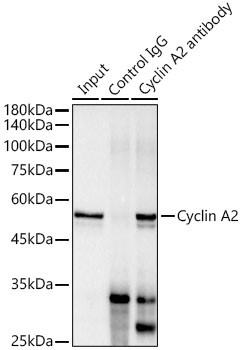 Cyclin A2 Antibody in Immunoprecipitation (IP)