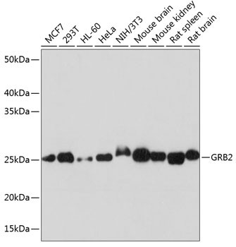 GRB2 Antibody in Western Blot (WB)