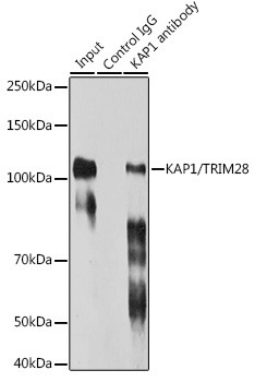 TRIM28 Antibody in Immunoprecipitation (IP)