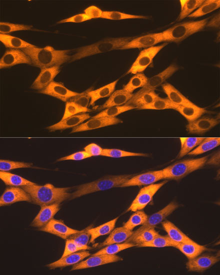 HSP90 beta Antibody in Immunocytochemistry (ICC/IF)