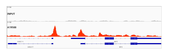 CTCF Antibody in ChIP-Sequencing (ChIP-seq)