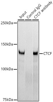 CTCF Antibody in Immunoprecipitation (IP)