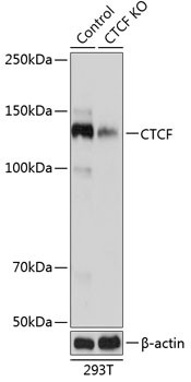 CTCF Antibody