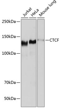 CTCF Antibody in Western Blot (WB)