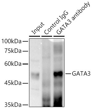 GATA3 Antibody in Immunoprecipitation (IP)