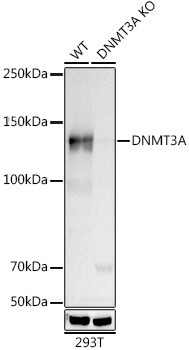 DNMT3A Antibody in Western Blot (WB)