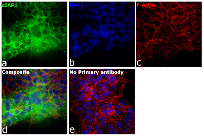 cIAP1 Antibody in Immunocytochemistry (ICC/IF)