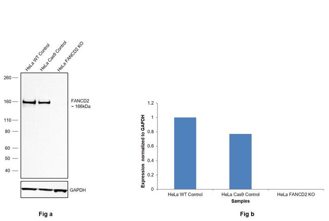 FANCD2 Antibody in Western Blot (WB)