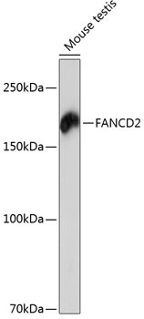 FANCD2 Antibody in Western Blot (WB)