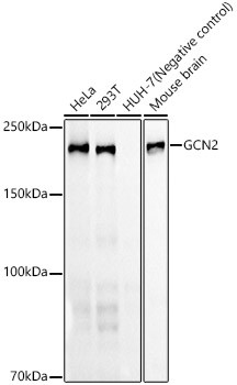 GCN2 Antibody in Western Blot (WB)