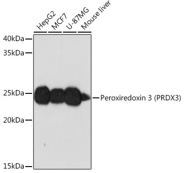 PRDX3 Antibody in Western Blot (WB)