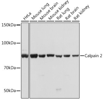 Calpain 2 Antibody in Western Blot (WB)