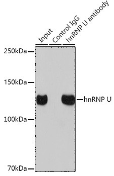 hnRNP U Antibody in Immunoprecipitation (IP)