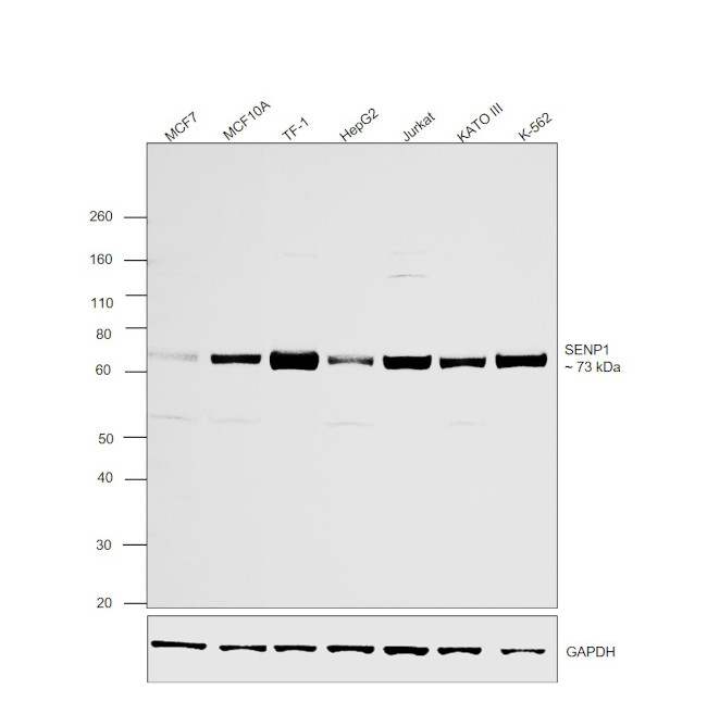 SENP1 Antibody in Western Blot (WB)