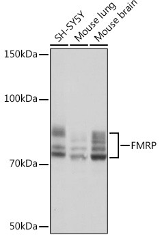 FMRP Antibody in Western Blot (WB)