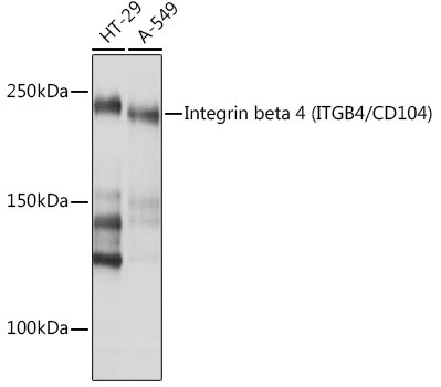 CD104 Antibody in Western Blot (WB)